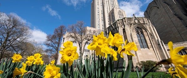 Daffodils in front of Cathedral of Learning