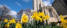 Daffodils in front of Cathedral of Learning